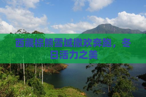 西藏棕熊雪域撒欢奔跑，冬日活力之美