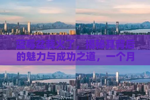 蓝莓盆栽火了，揭秘其背后的魅力与成功之道，一个月成交超百万盆！