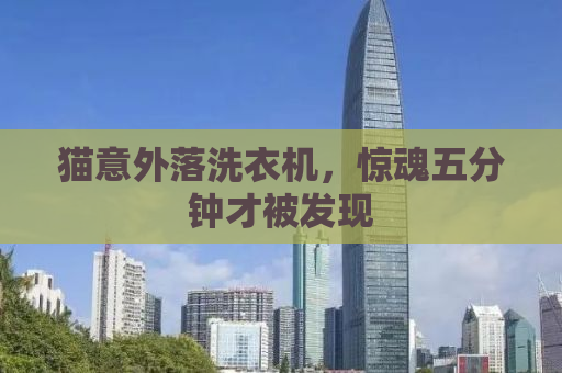 猫意外落洗衣机，惊魂五分钟才被发现