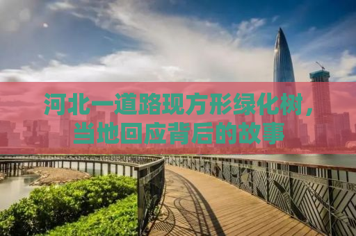 河北一道路现方形绿化树，当地回应背后的故事