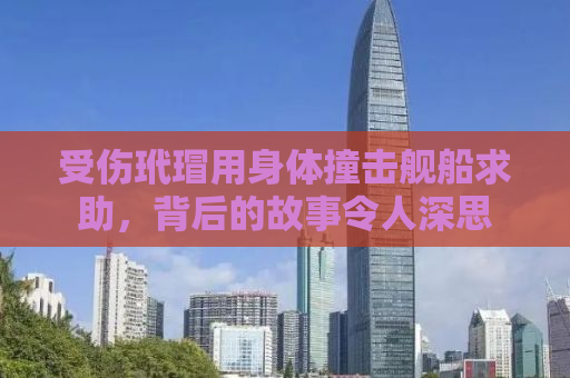 受伤玳瑁用身体撞击舰船求助，背后的故事令人深思