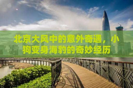 北京大风中的意外奇遇，小狗变身海豹的奇妙经历